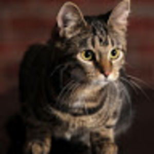 Meet your Posher, Amelia